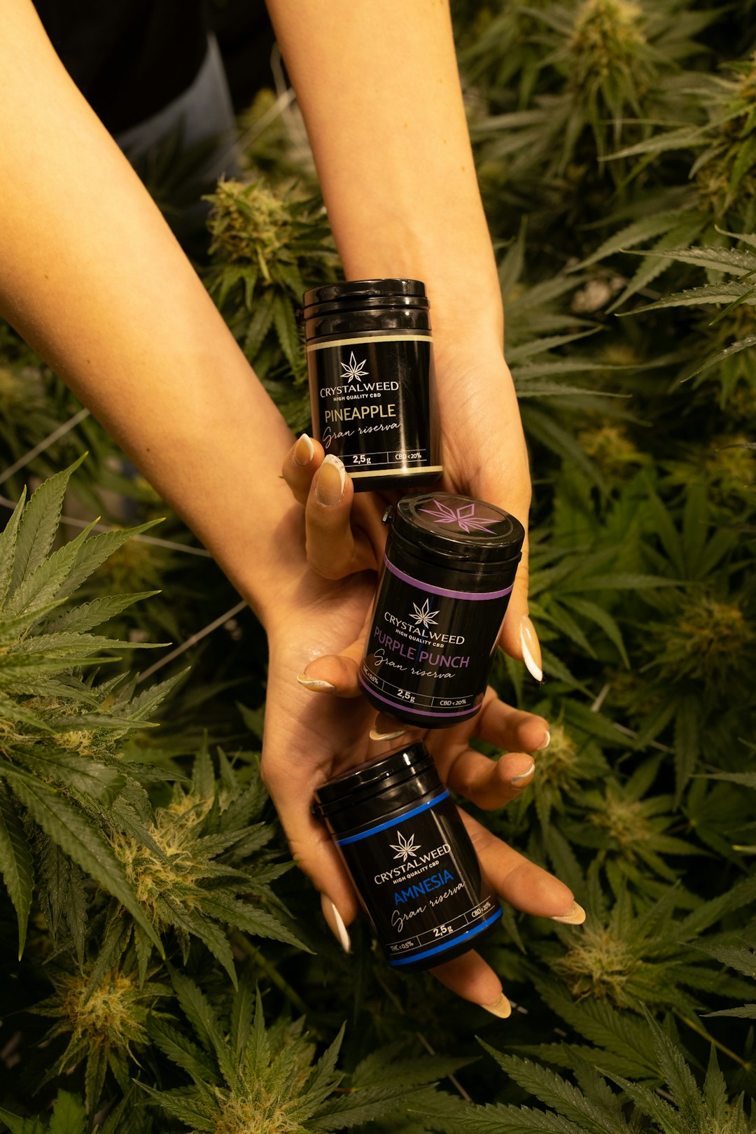 Romanian Cannabis Market: Your Ultimate Guide to Legal Cannabis Products