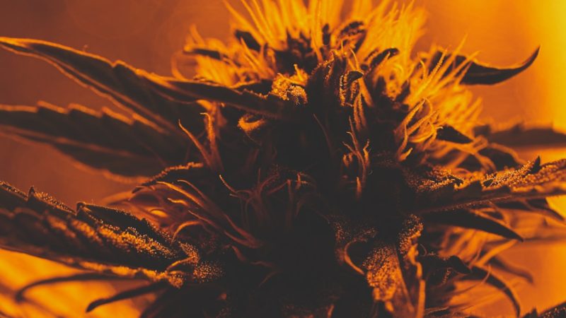 Buying THC Marijuana in Karlsruhe
