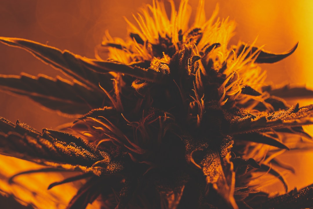 Buying THC Marijuana in Karlsruhe