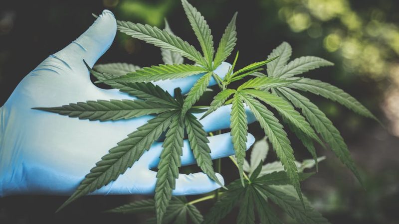 Looking to buy marijuana Genoa or explore the thriving cannabis market Genoa?