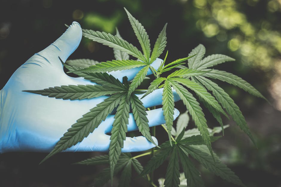 Looking to buy marijuana Genoa or explore the thriving cannabis market Genoa?