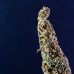 Tallinn Cannabis Shop img-2855.jpg