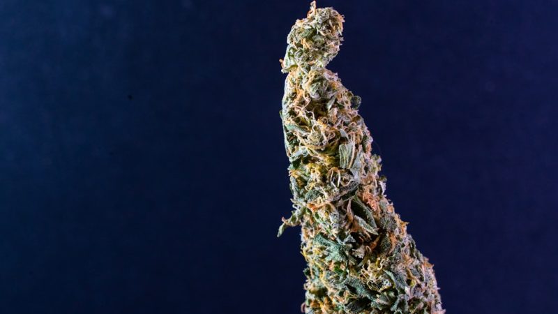 Tallinn Cannabis Shop
