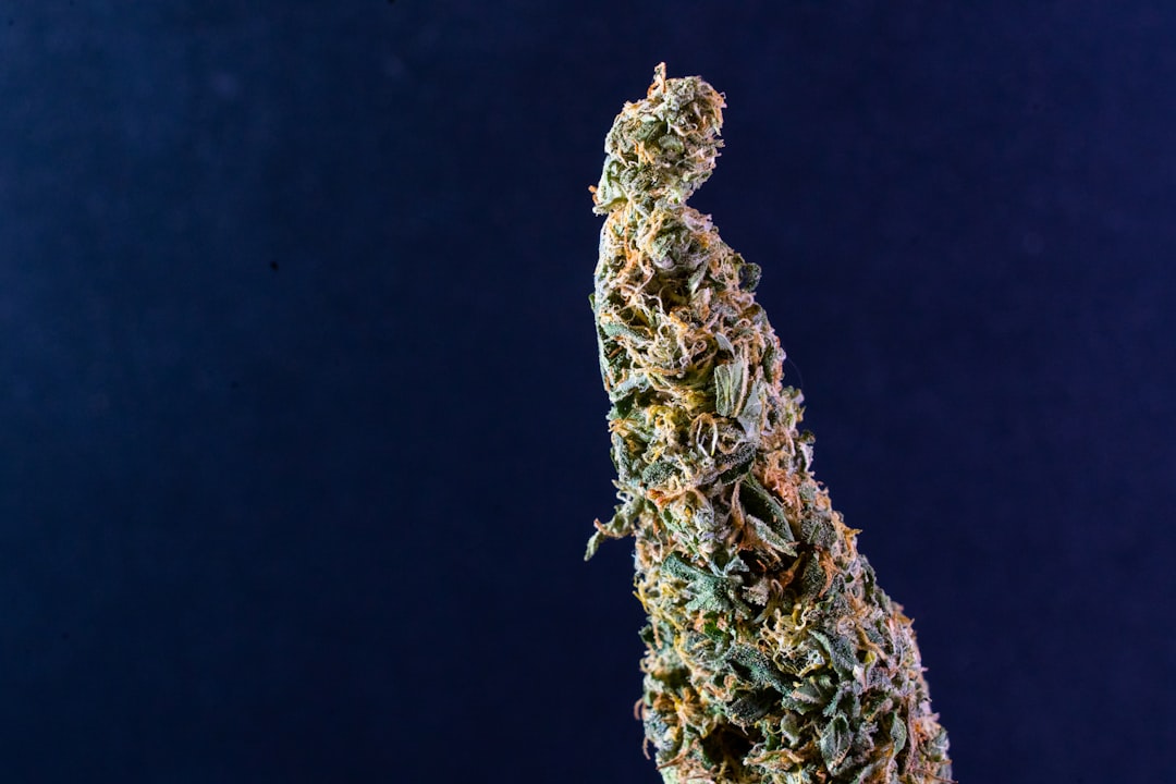 Tallinn Cannabis Shop