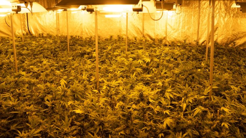 Cannabis shop Milan