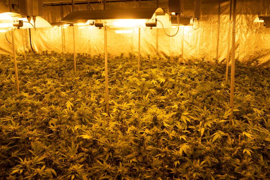 Cannabis shop Milan