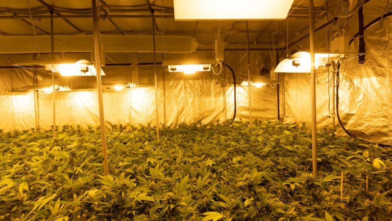Cannabis Delivery Manchester: Reliable, Legal, and Fast