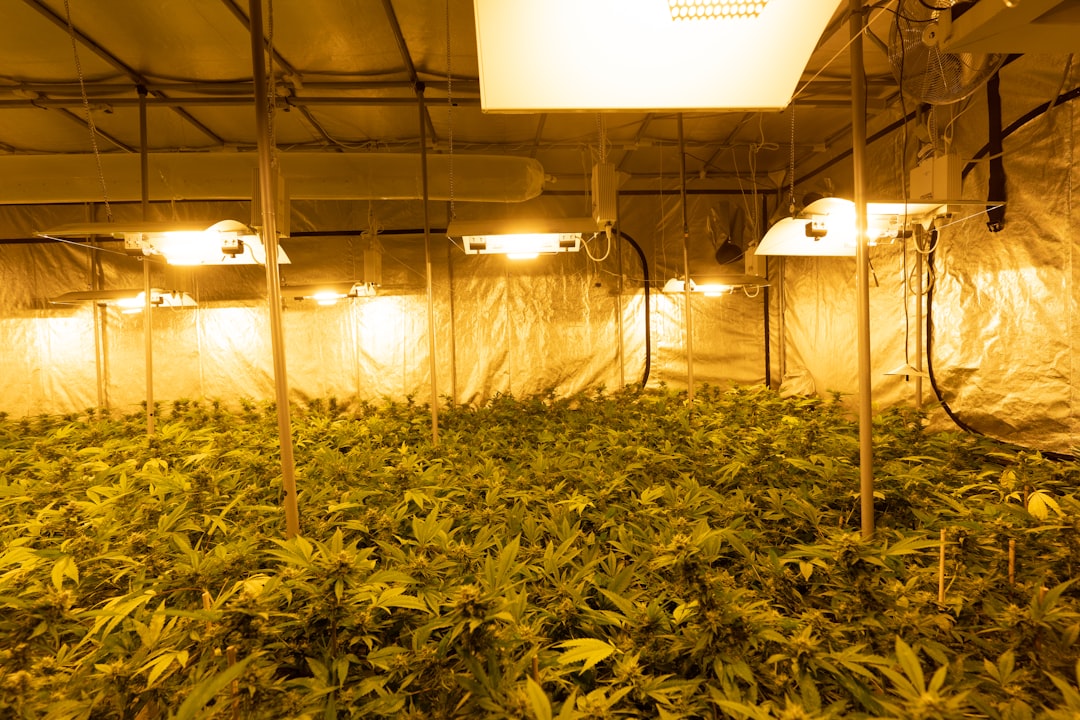 Cannabis Delivery Manchester: Reliable, Legal, and Fast