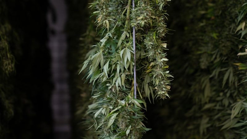 Welcome to the premier online cannabis shop for residents and visitors of Innsbruck