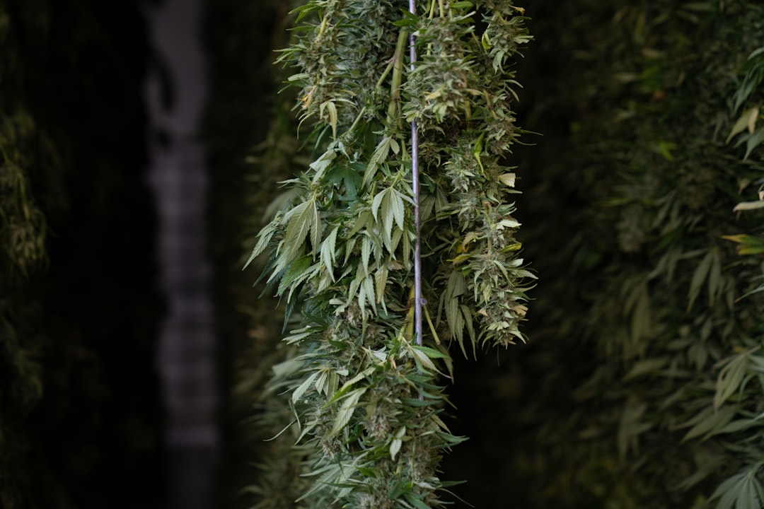 Welcome to the premier online cannabis shop for residents and visitors of Innsbruck