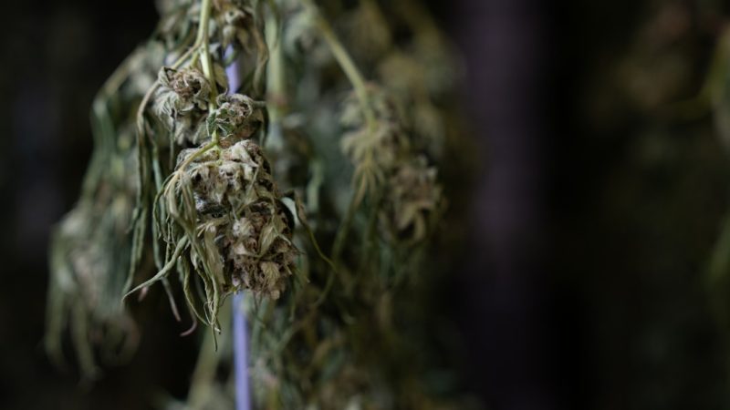 Utrecht Cannabis Shop Guide