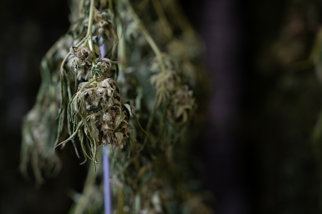 Utrecht Cannabis Shop Guide