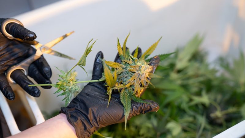 Welcome to the premier cannabis shop in the heart of Italy’s capital