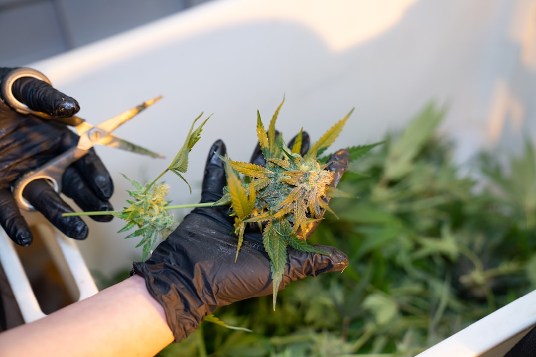 Welcome to the premier cannabis shop in the heart of Italy’s capital