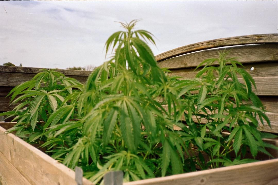 Looking to purchase cannabis France without the hassle?