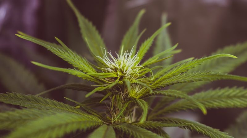High Quality THC Marijuana in Salzburg Your Ultimate Buying Guide