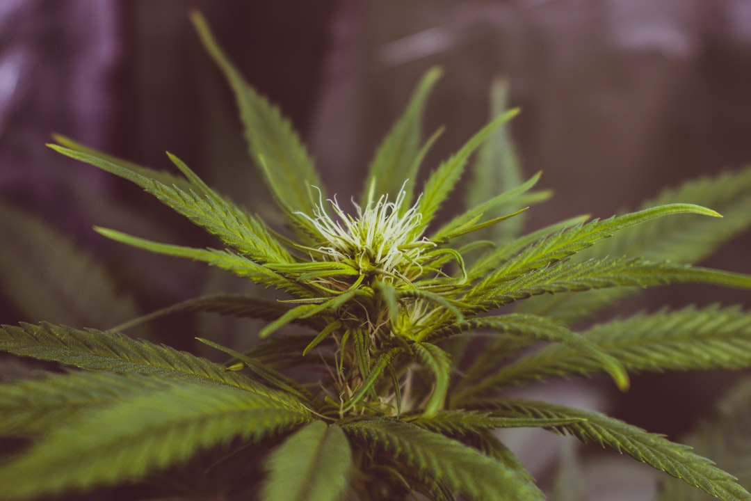 High Quality THC Marijuana in Salzburg Your Ultimate Buying Guide