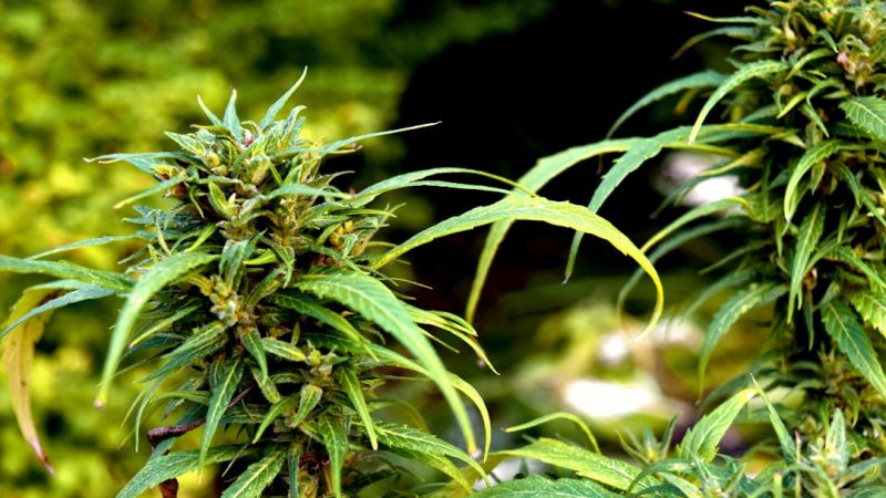 Looking for high‑quality THC‑rich cannabis in Dortmund?