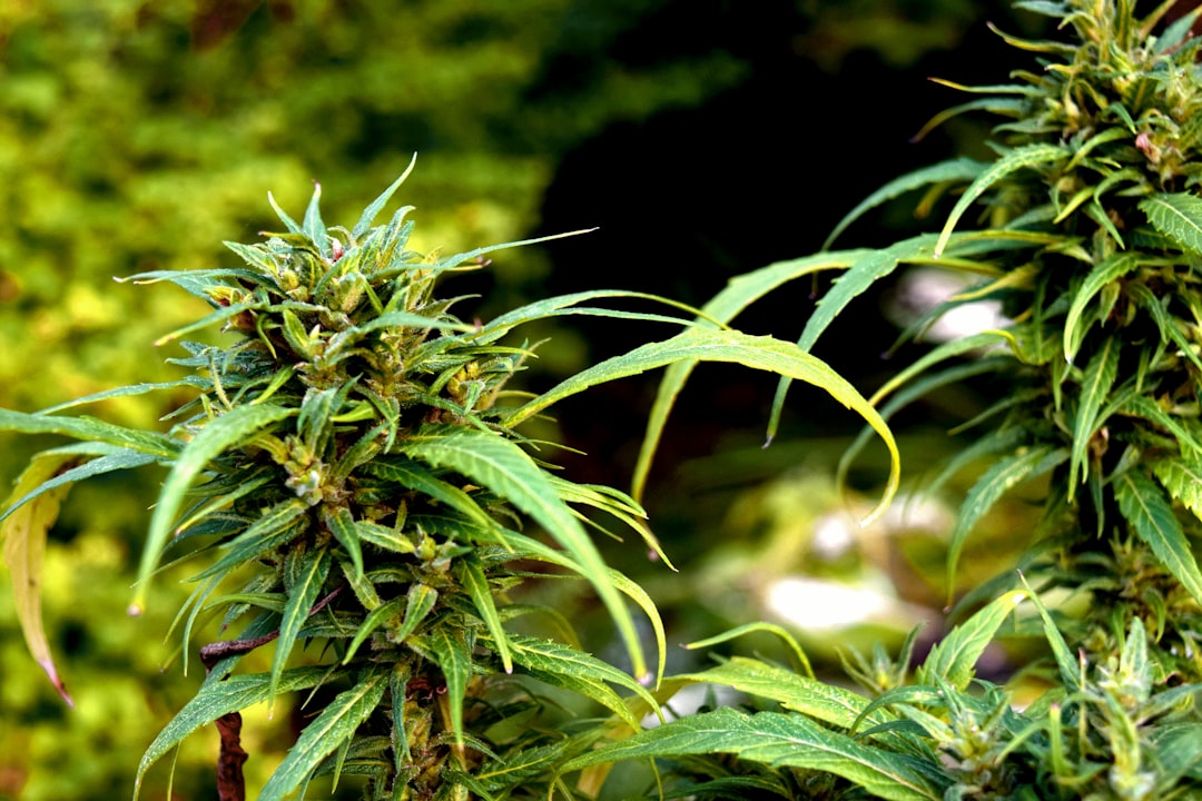 Looking for high‑quality THC‑rich cannabis in Dortmund?