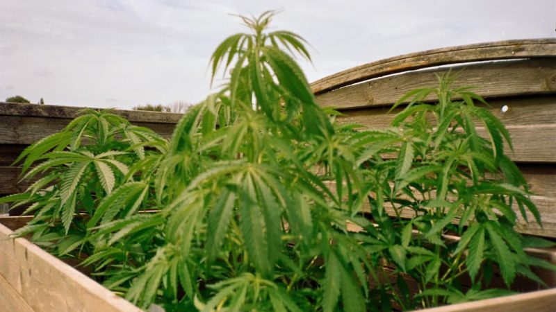 Cannabis Delivery in the Netherlands: Legal, Reliable, and Convenient