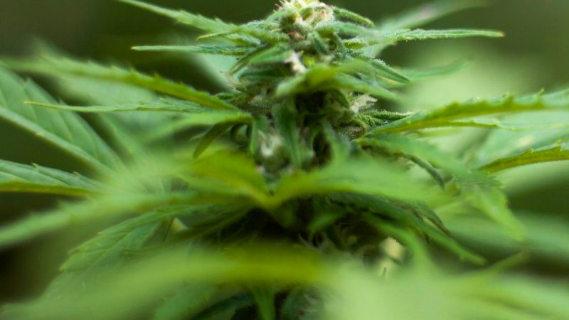 Budapest Cannabis: Your Online Dispensary Guide