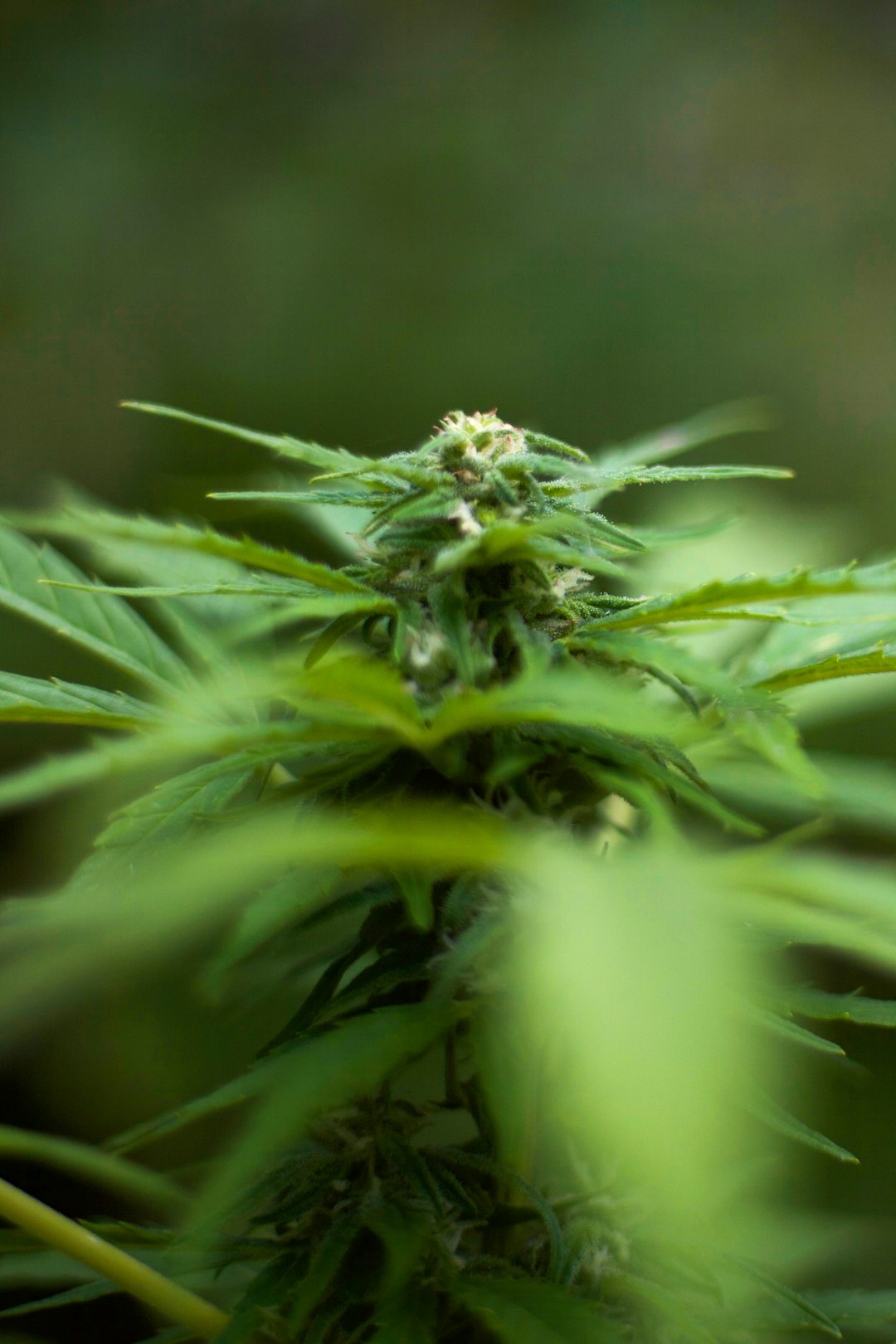 Budapest Cannabis: Your Online Dispensary Guide
