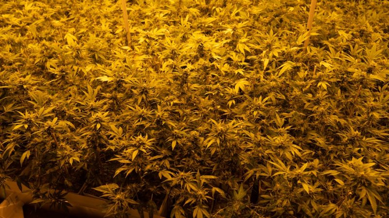 Welcome to Liverpool’s premier cannabis dispensary