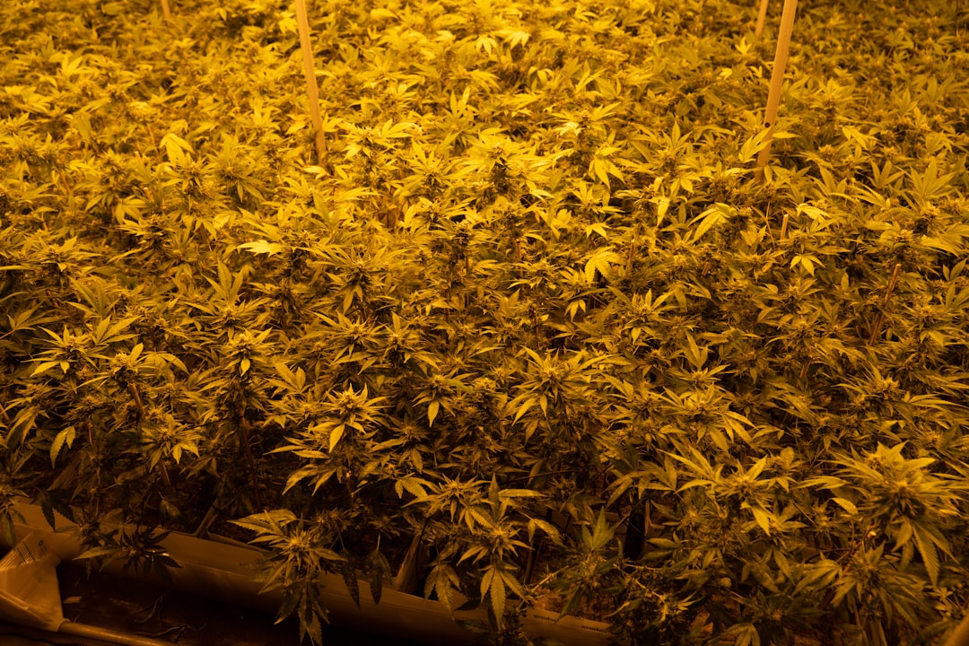Welcome to Liverpool’s premier cannabis dispensary
