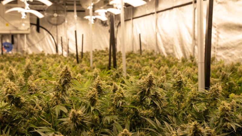 Welcome to the fastest‚ most reliable cannabis delivery service in Aarhus, Denmark
