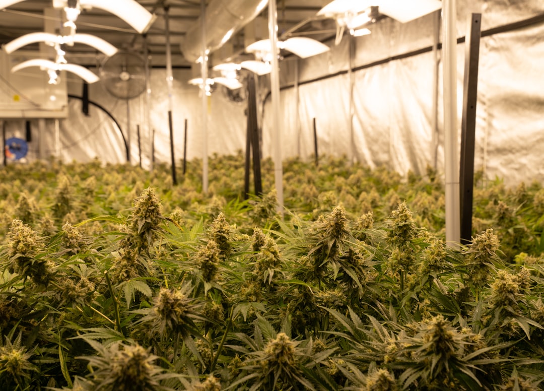 Welcome to the fastest‚ most reliable cannabis delivery service in Aarhus, Denmark