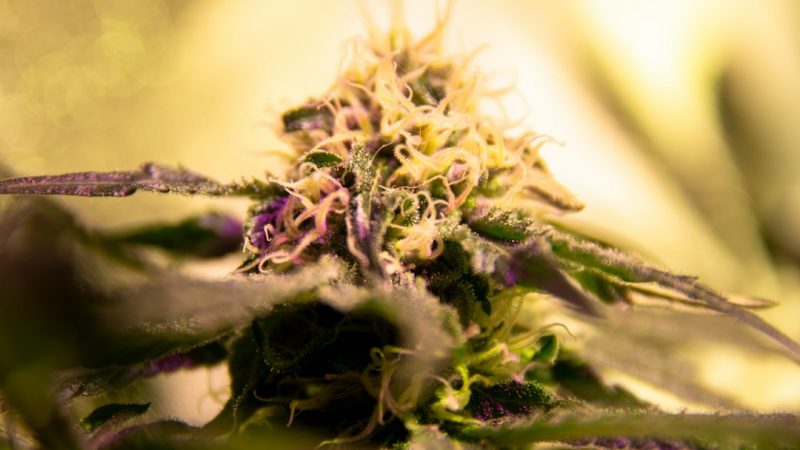 Welcome to the premier Cambridge weed shop