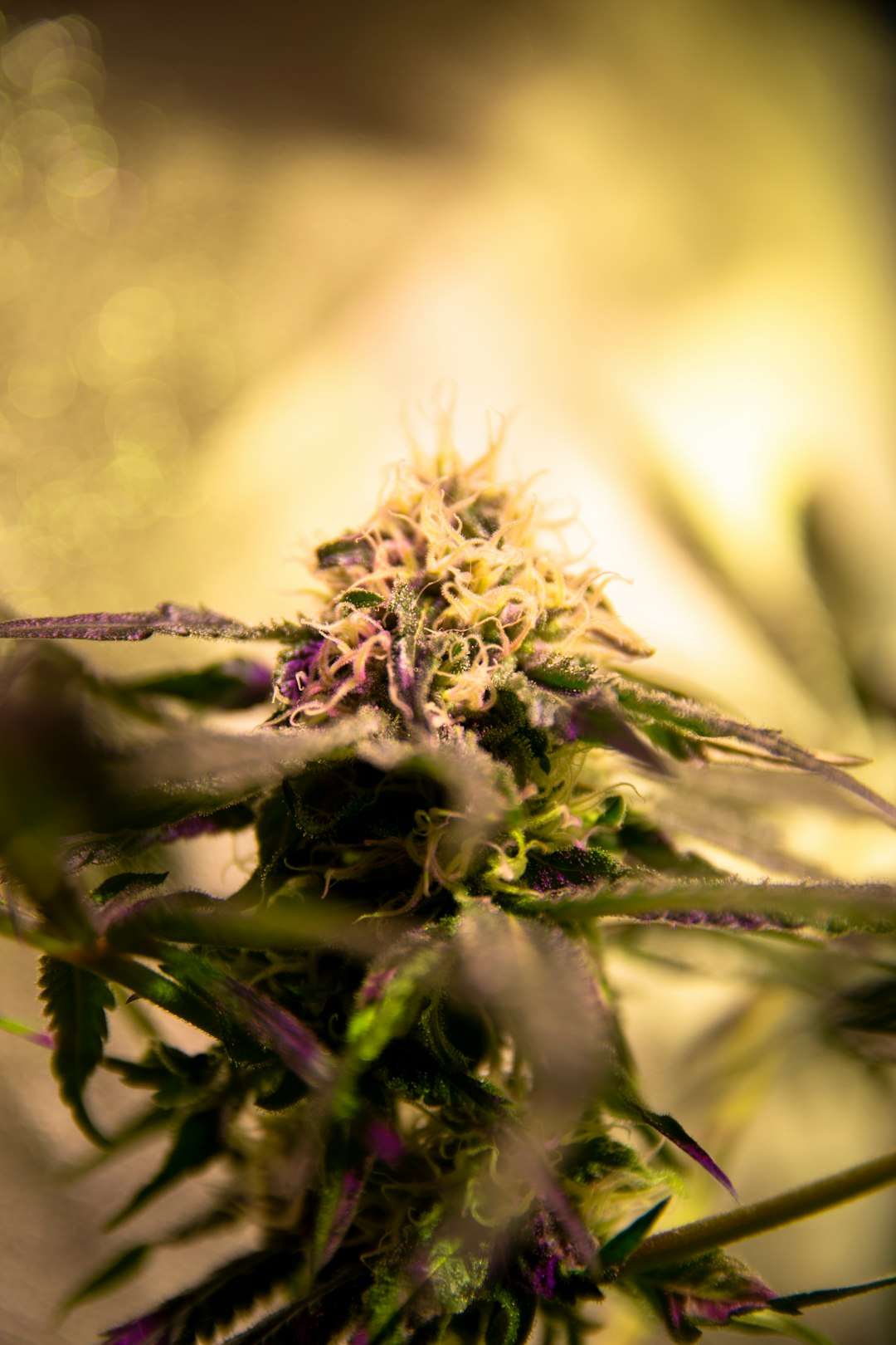 Welcome to the premier Cambridge weed shop