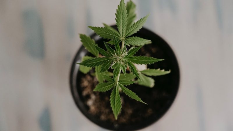 Cannabis Shop Salzburg Your Ultimate Guide to Legal Cannabis Shopping