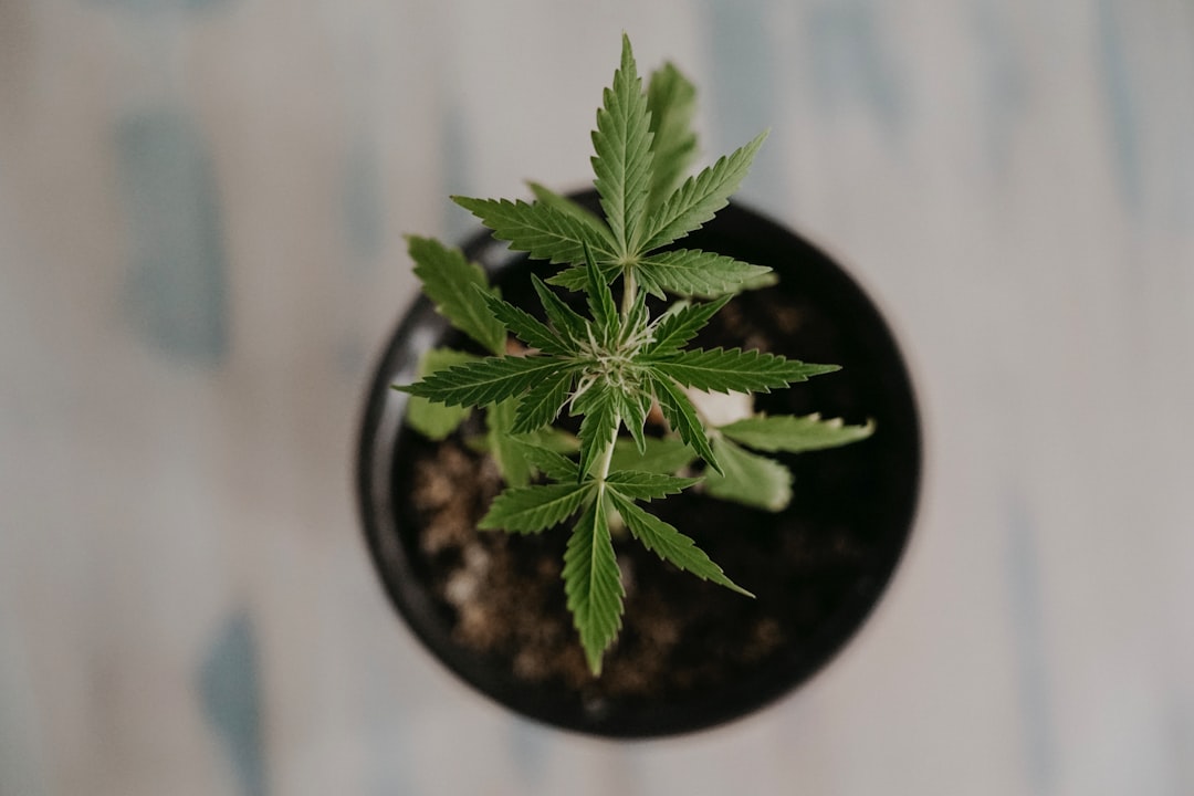 Cannabis Shop Salzburg Your Ultimate Guide to Legal Cannabis Shopping