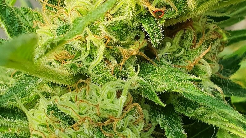 Buy Weed in Tenerife: A Comprehensive Guide to Cannabis Purchase in the Canary Islands
