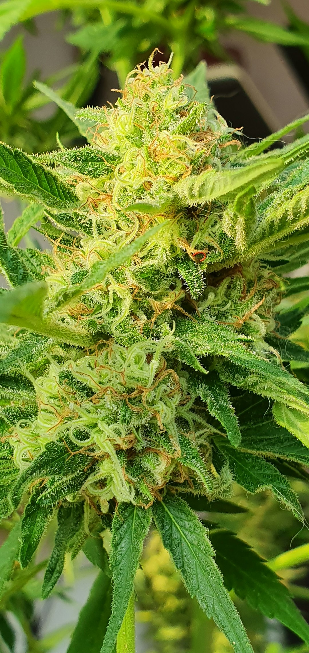 Buy Weed in Tenerife: A Comprehensive Guide to Cannabis Purchase in the Canary Islands
