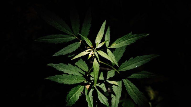 Cannabis Retailer Europe: Your Guide to Legal and High-Quality Cannabis Products