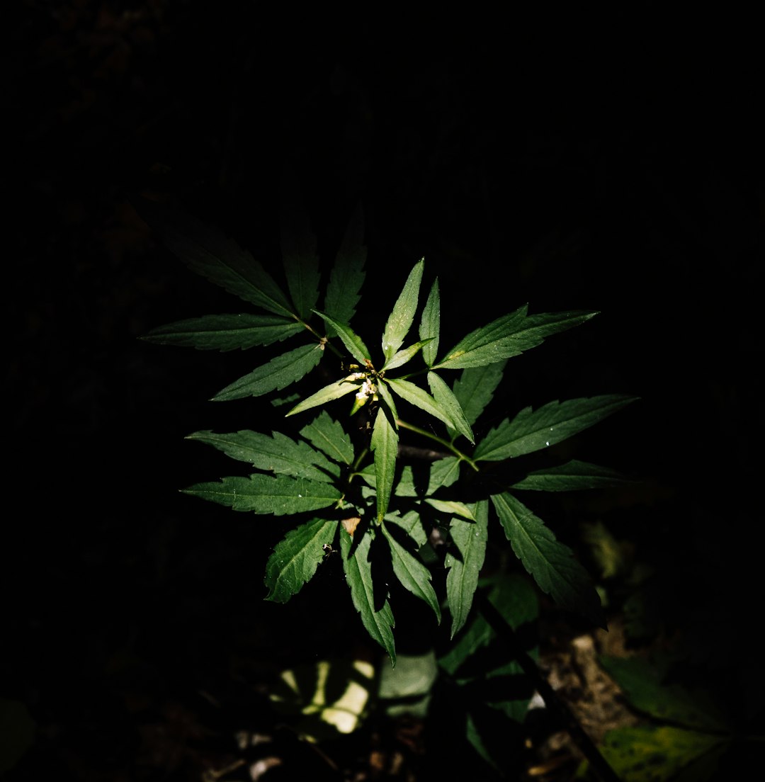 Cannabis Retailer Europe: Your Guide to Legal and High-Quality Cannabis Products