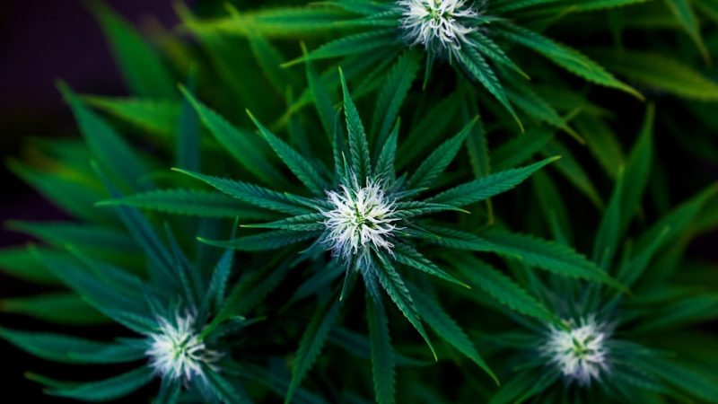 Buying Marijuana Online in Europe: A Guide to Legal Cannabis Purchases