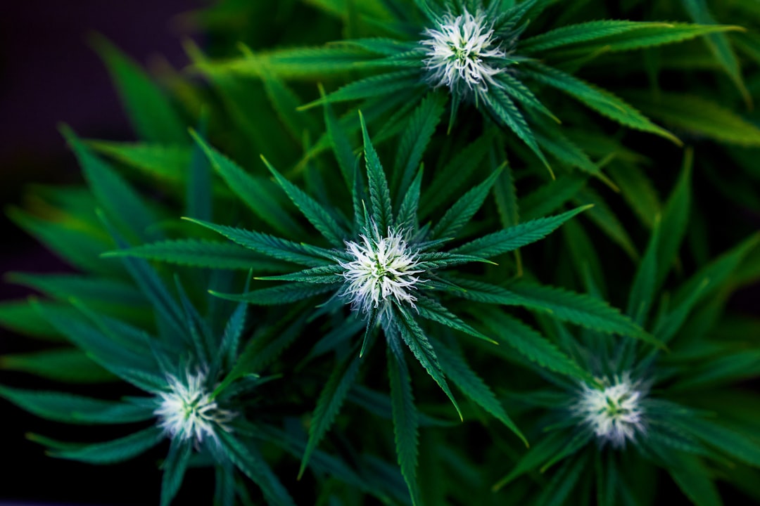 Buying Marijuana Online in Europe: A Guide to Legal Cannabis Purchases