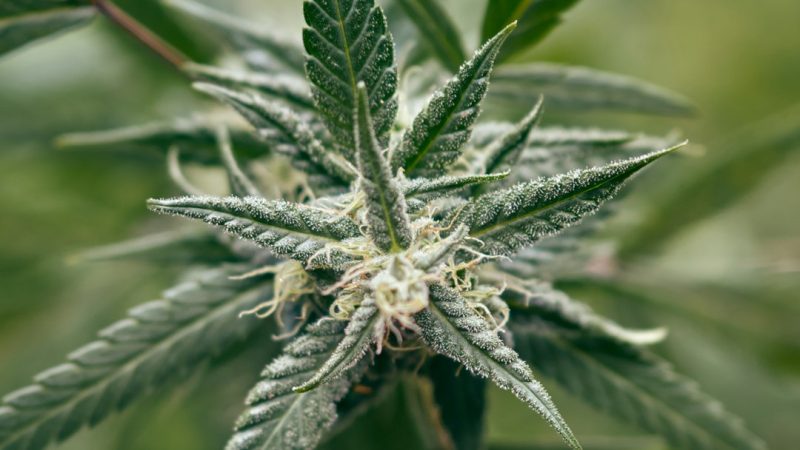 Palermo Drug Trafficking and the Online Cannabis Marketplace