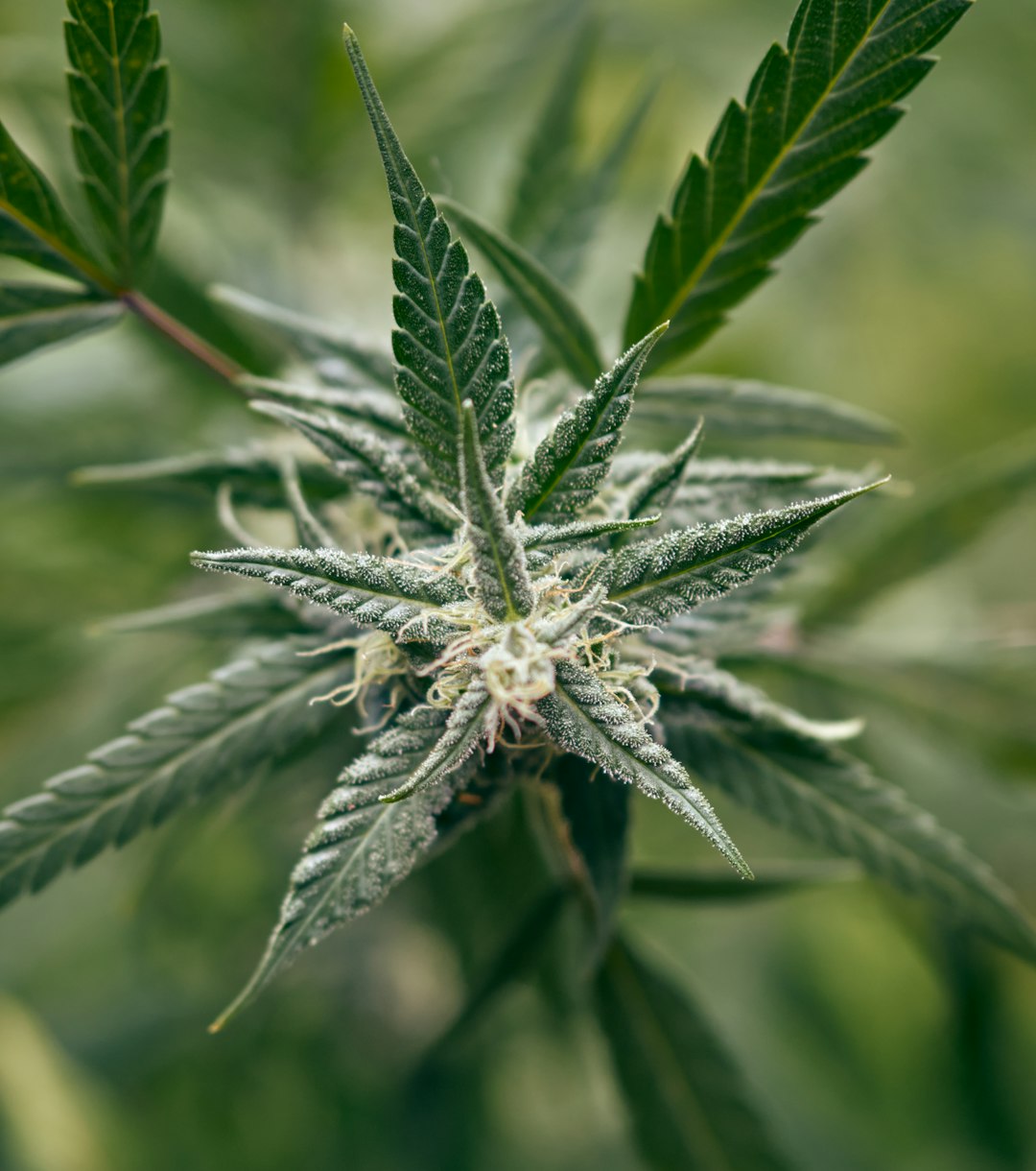 Palermo Drug Trafficking and the Online Cannabis Marketplace