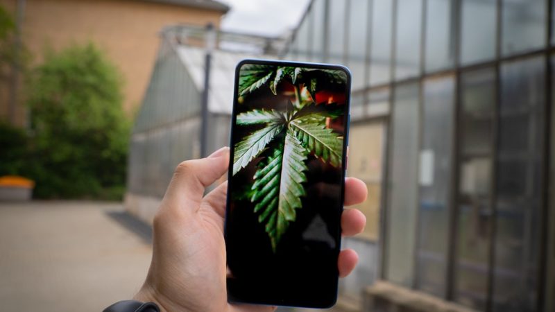 Brno Cannabis Shop: Buy THC‑Rich Cannabis Online