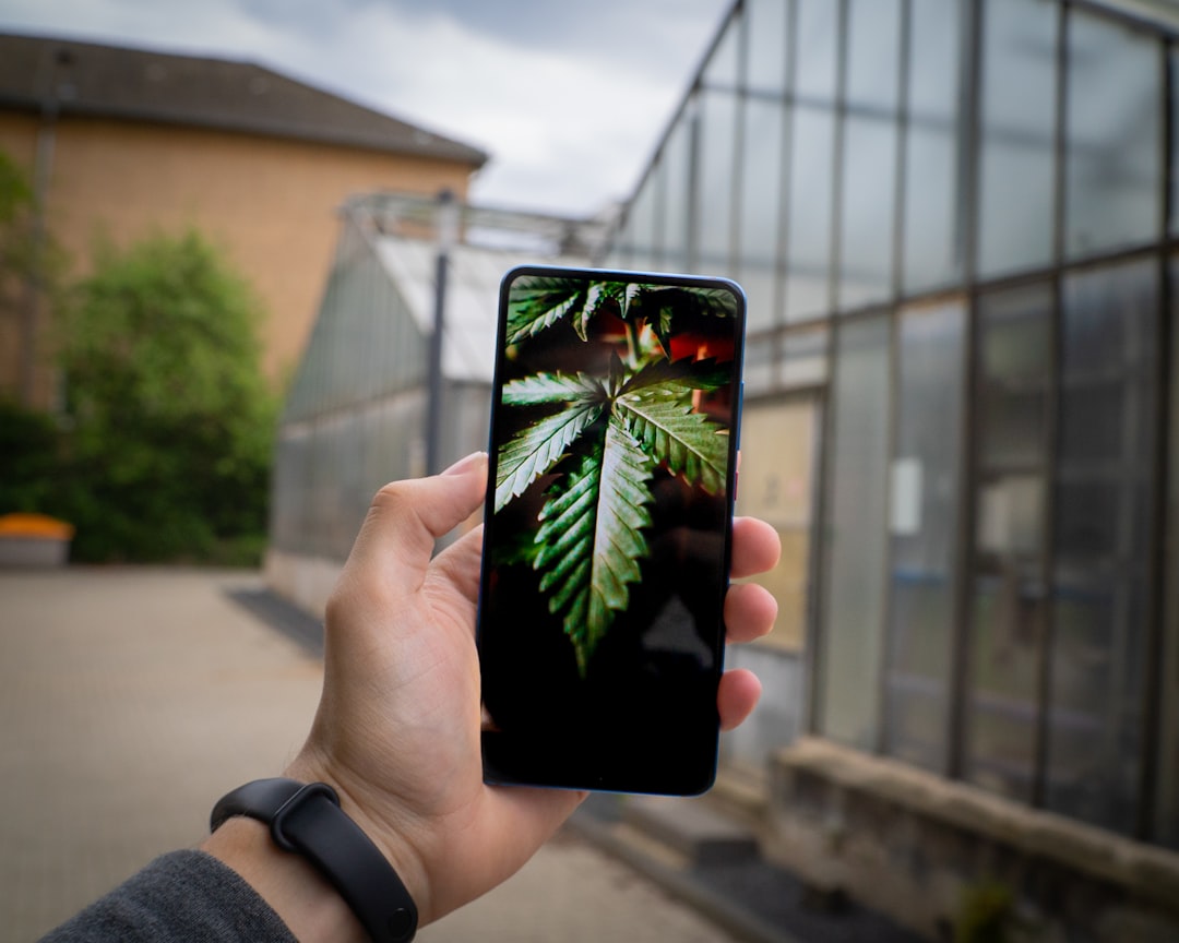Brno Cannabis Shop: Buy THC‑Rich Cannabis Online
