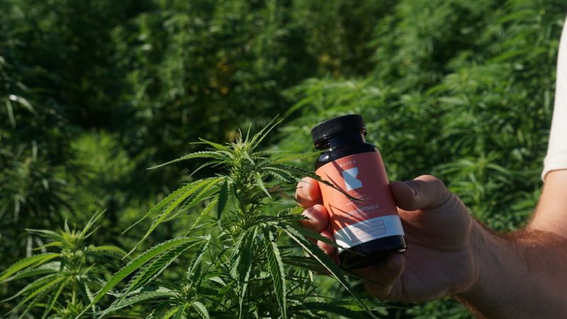 Cluj Napoca Cannabis Purchase Guide 2024