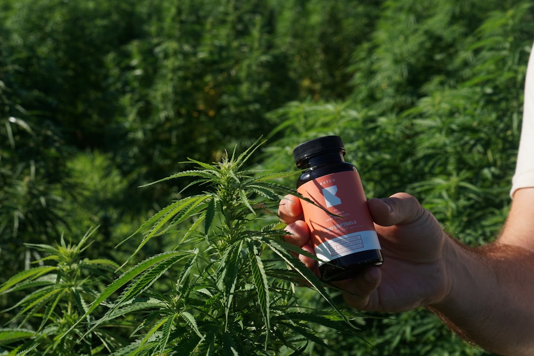 Cluj Napoca Cannabis Purchase Guide 2024