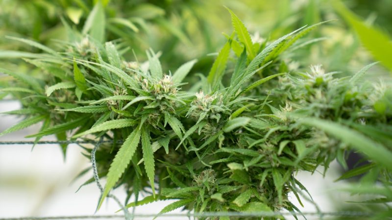 Welcome to the premier weed shop in Pardubice
