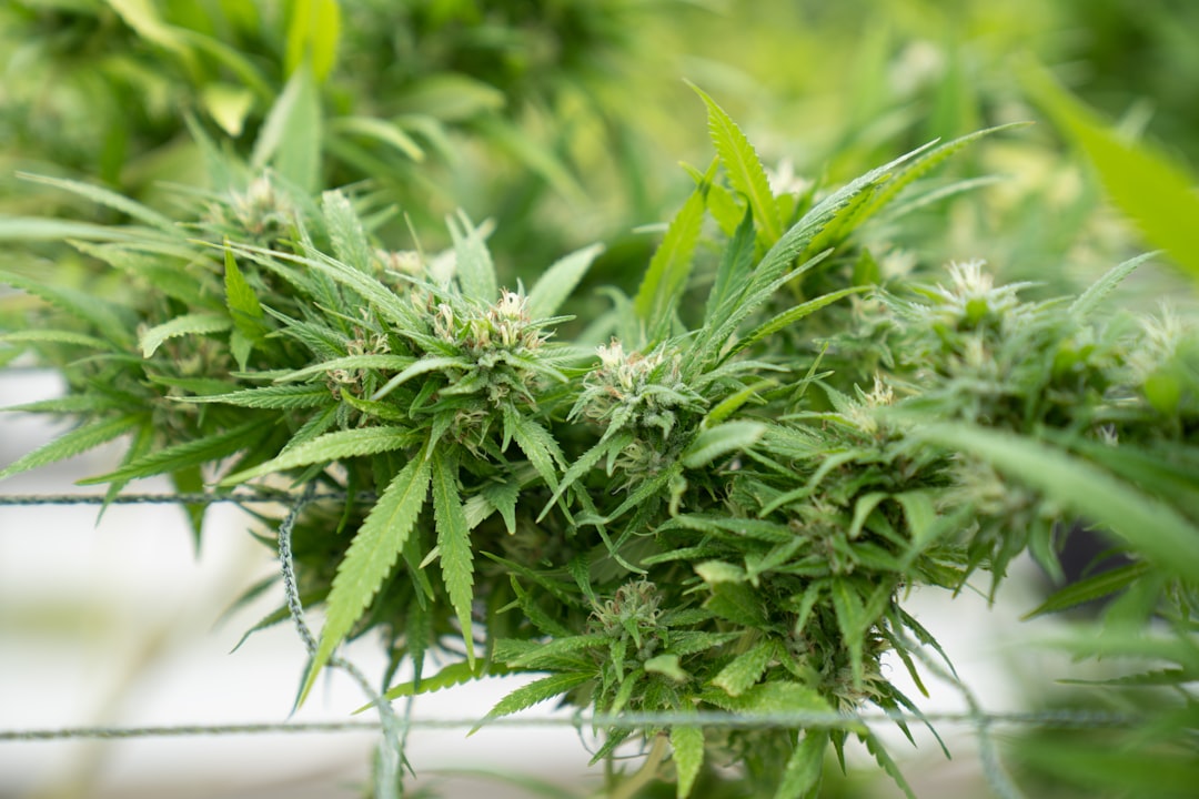 Welcome to the premier weed shop in Pardubice