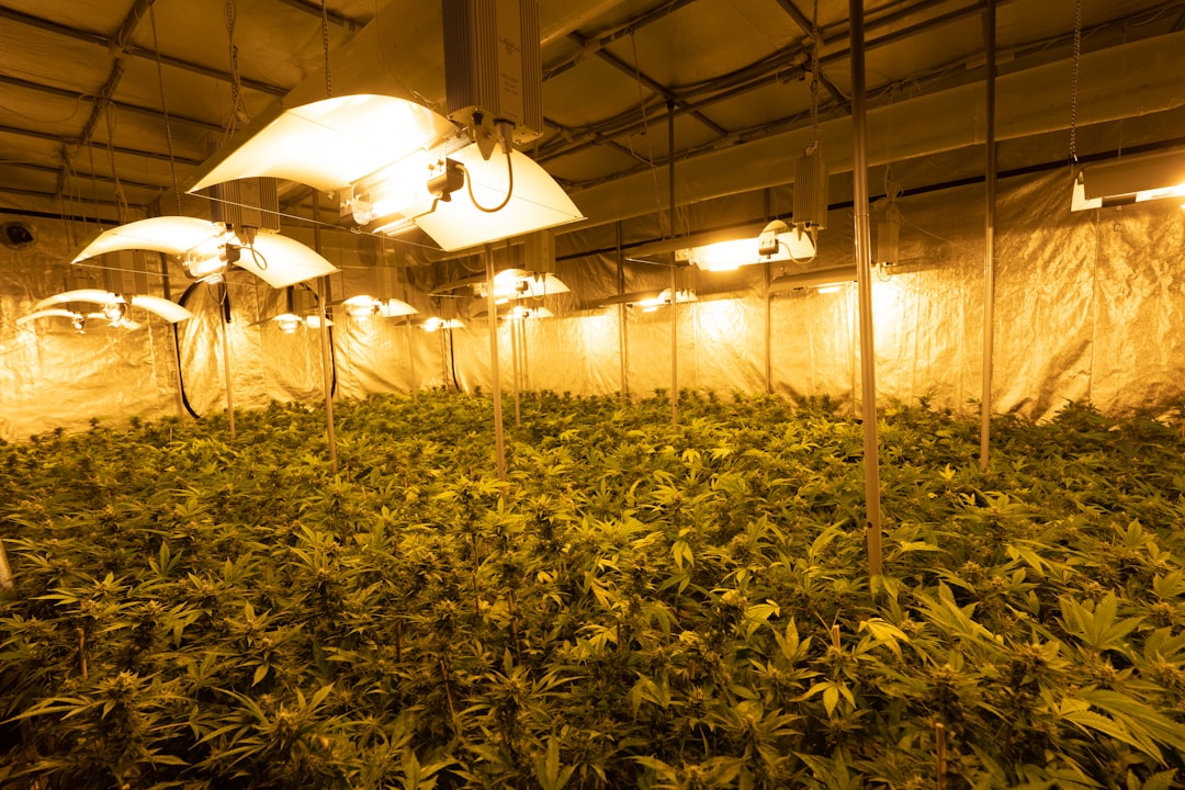Welcome to Bremen’s premier 420 shop