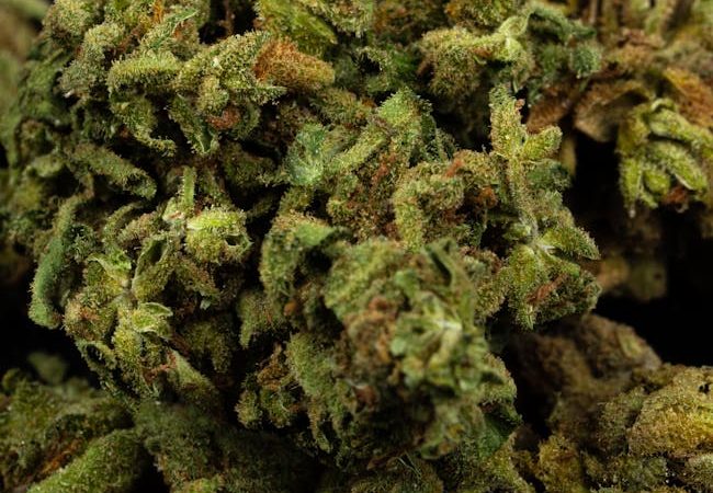 Looking for a reliable way to purchase THC vape products in Košice?